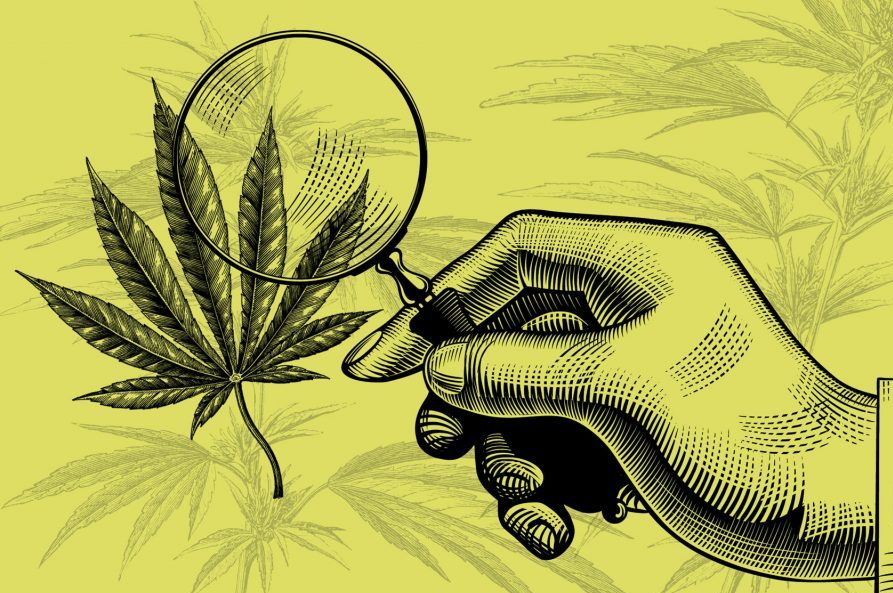 El Origen del Cannabis