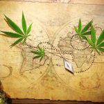 El Origen del Cannabis