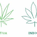 ¿Qué diferencias hay entre índica y sativa?