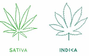 ¿Qué diferencias hay entre índica y sativa?